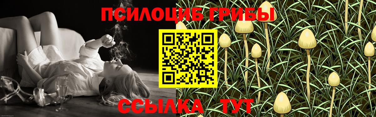 Галлюциногенные грибы Psilocybine cubensis Черкесск